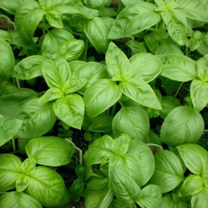 Fresh basil leaves growing in a home herb garden