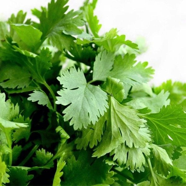 Fresh coriander herb growing from quality kitchen herb seeds