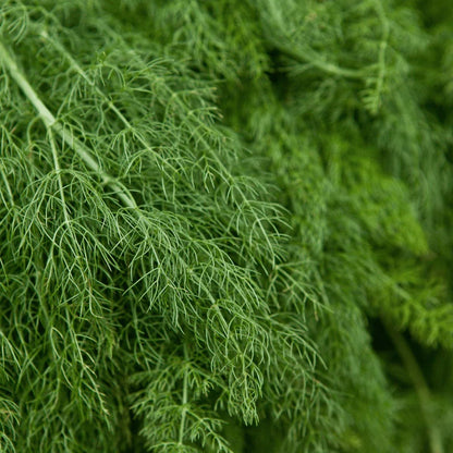 close up photo dill