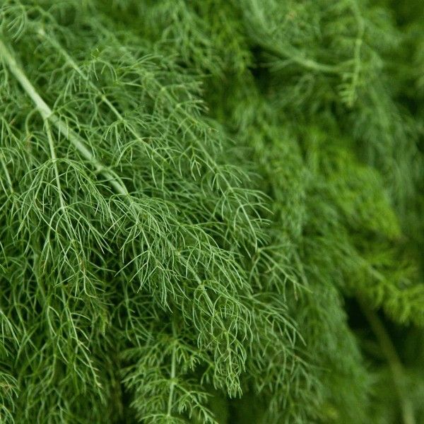 Healthy dill herb growing from heirloom herb seeds