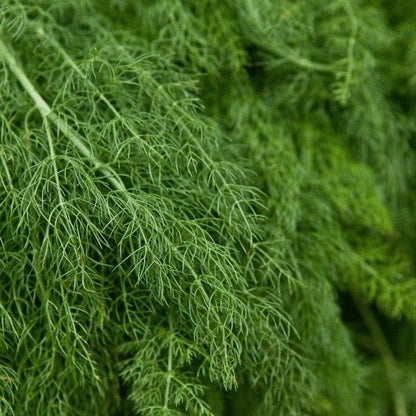 Healthy dill herb growing from heirloom herb seeds