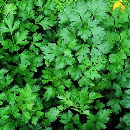 Fresh parsley plants growing in a productive herb garden