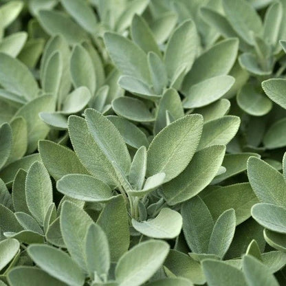 Sage herb plant growing in a kitchen herb garden