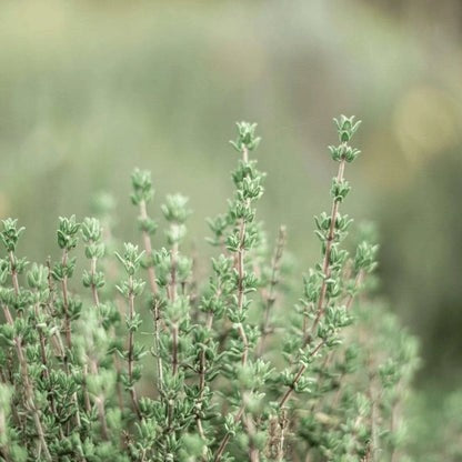 Fresh thyme herb growing from premium herb seeds
