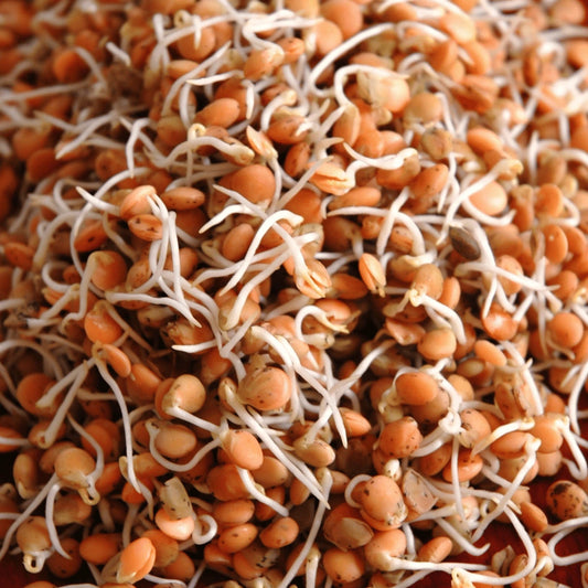 Red Lentil Sprouting Seeds