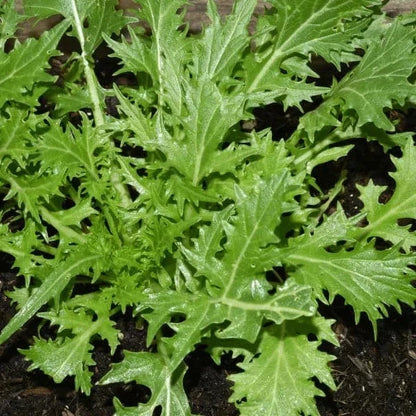 Leafy greens plant growing in soil, showcasing fresh and healthy leaves.