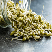 Mung Bean Sprouting Seeds