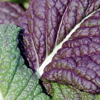 Variety of leafy greens with colorful, textured leaves for planting and gardening.