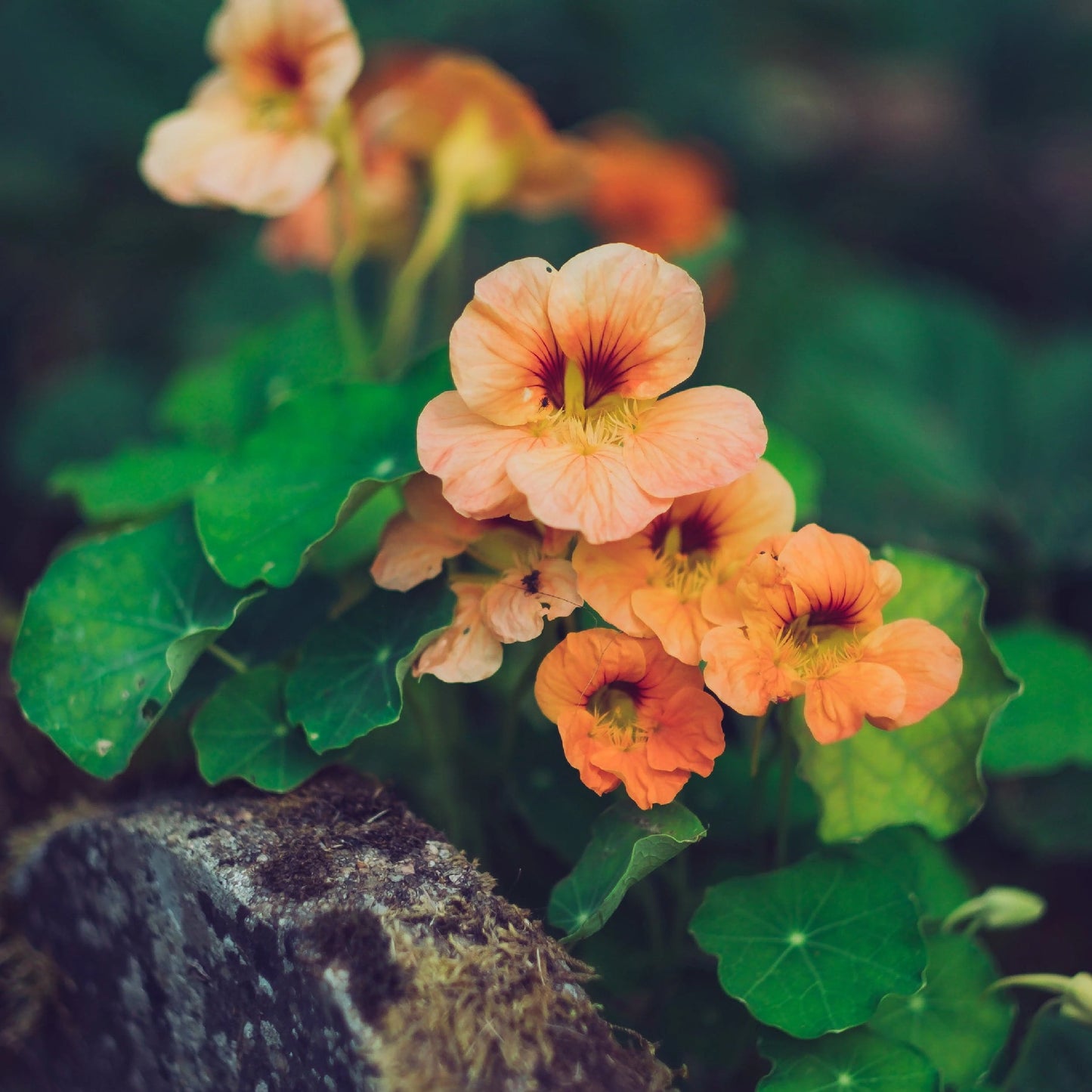 Nasturtium Edible Flower