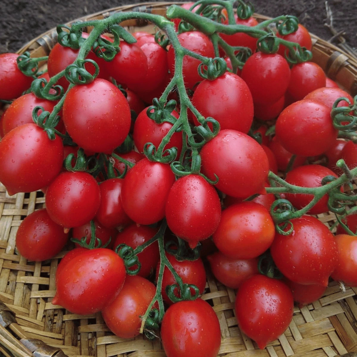 Principe Borghese Tomatoes