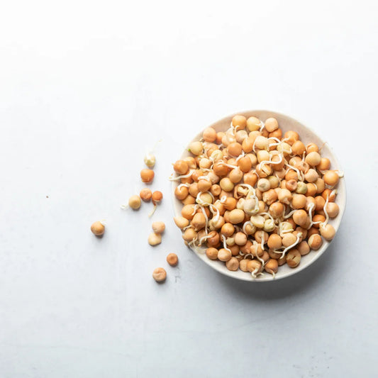 Pea Sprouting Seeds