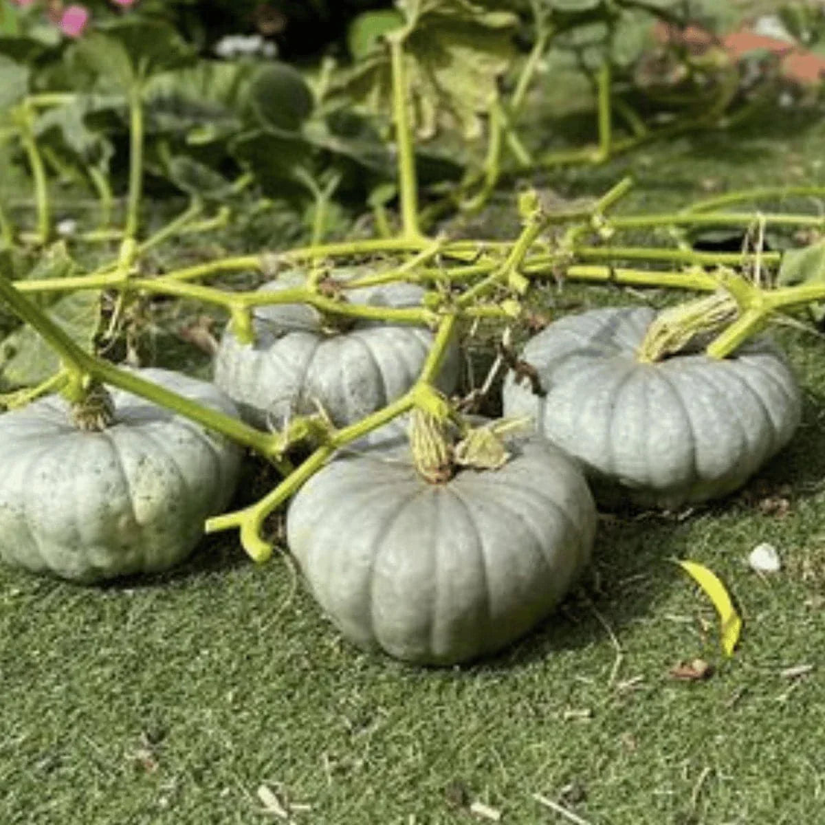 queensland blue pumpkins