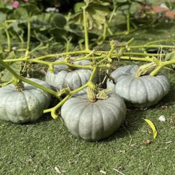 Queensland Blue Pumpkin heirloom seeds for growing large pumpkins