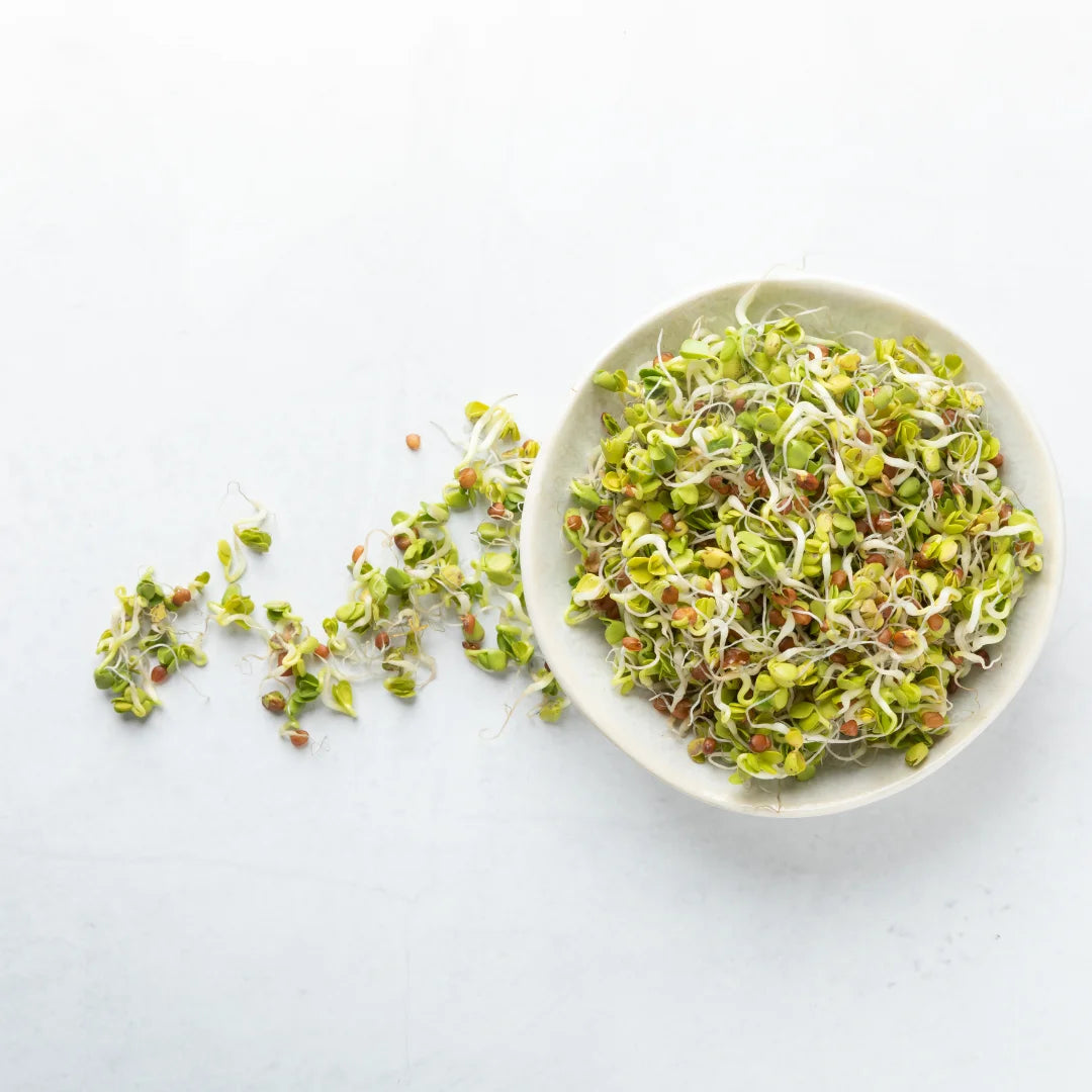Radish Sprouting Seeds