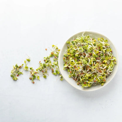 Radish Sprouting Seeds
