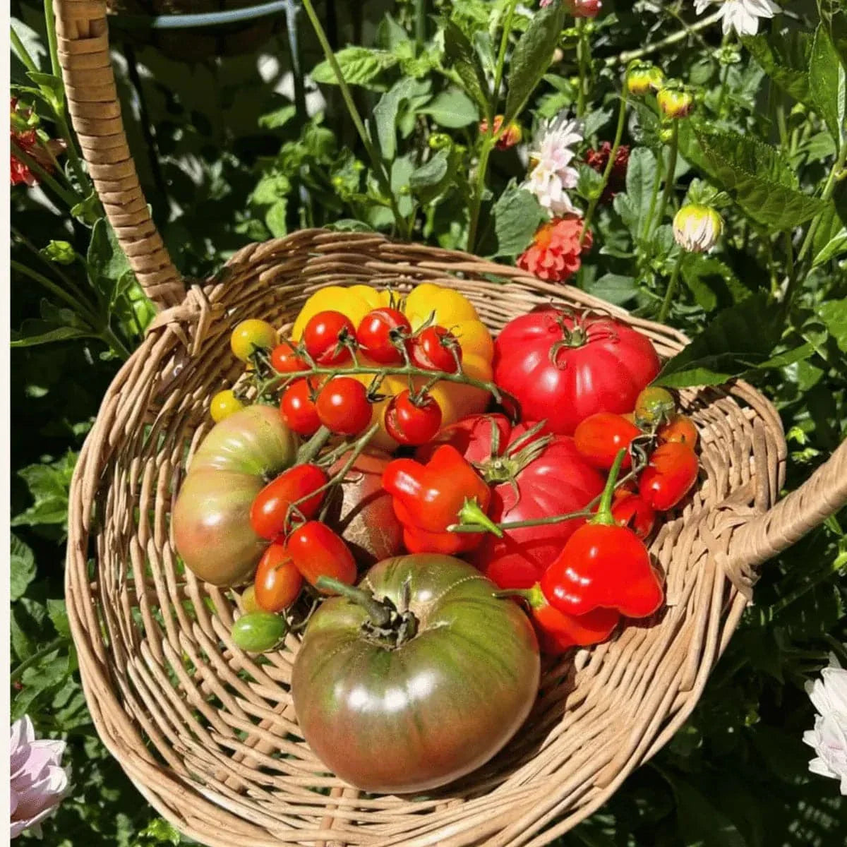 Tomato Seeds