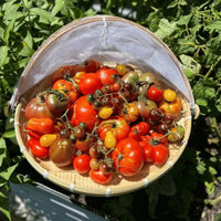 Heirloom Tomatoes in winnowing tray from Tomato Seeds