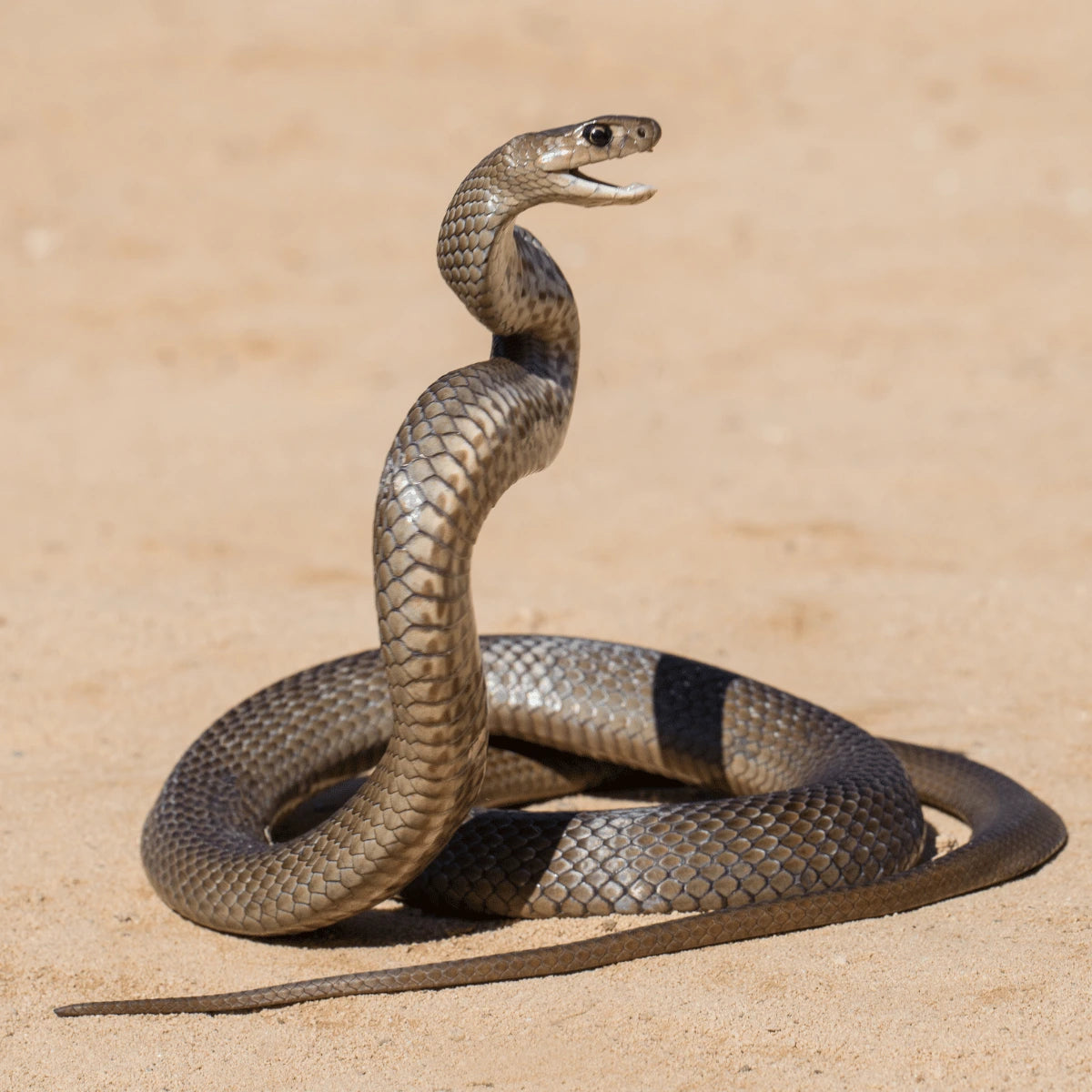 Eastern Brown Snake Bite - I am Lucky to Be Alive