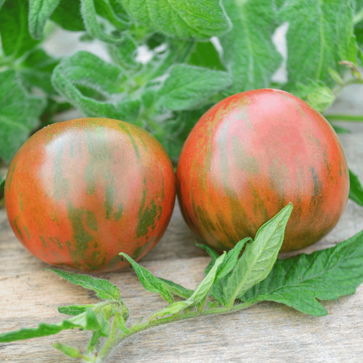 Tigeralla Tomatoes