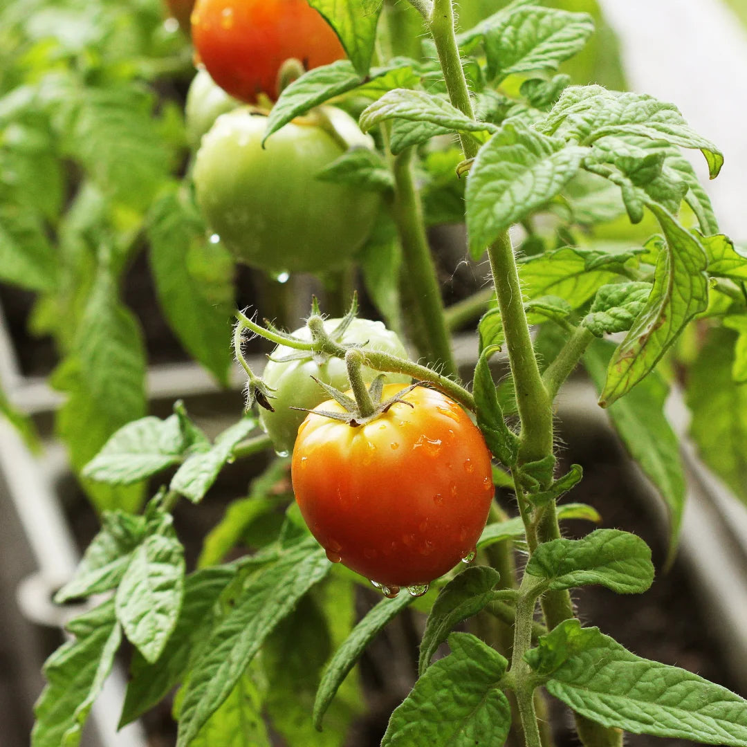 ripe tomato attached to stem