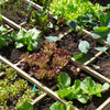 Various types of grown vegetables in a planter box