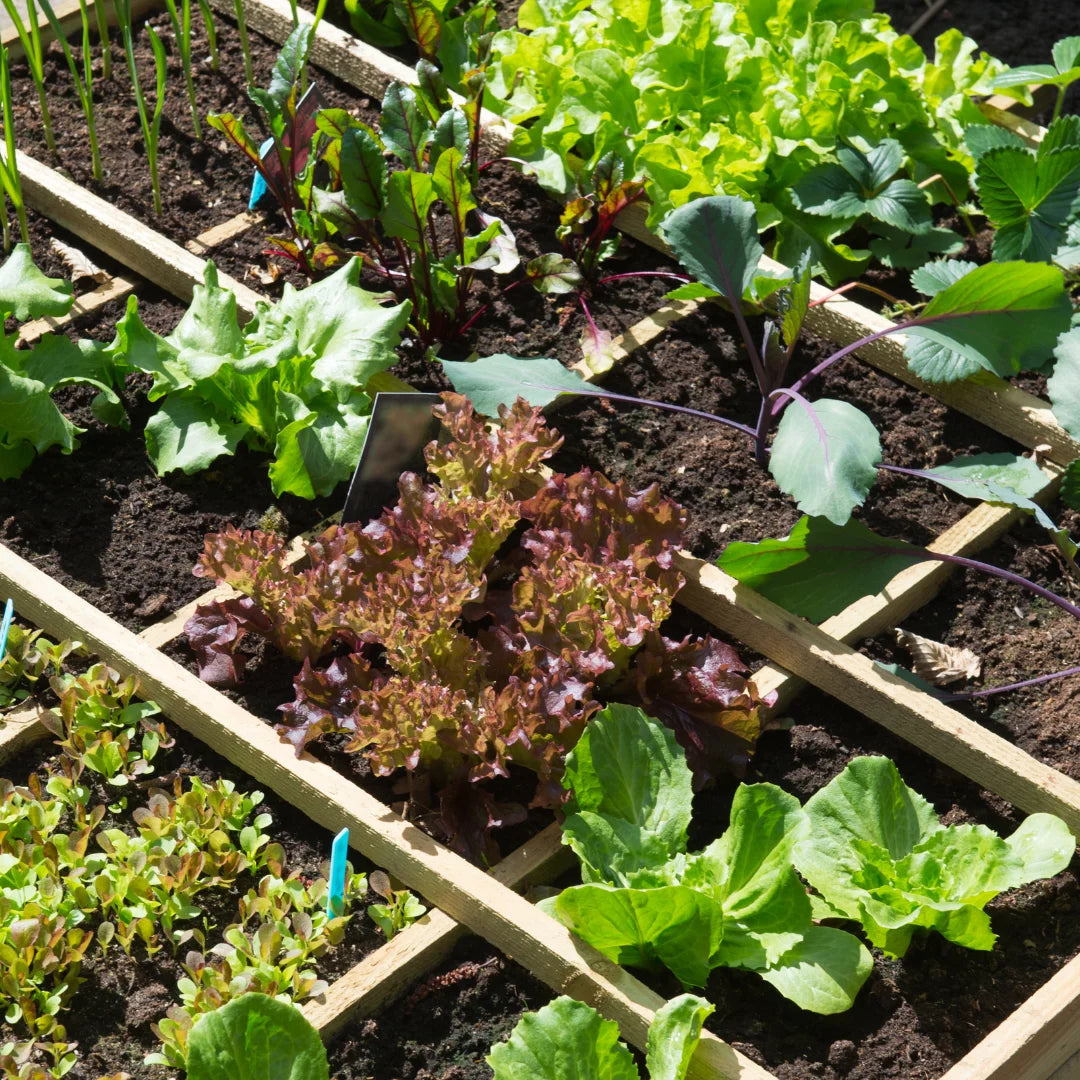 From Patio To Plate: Small Space Veggie Gardening Made Easy