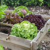 grown vegetable in planter box