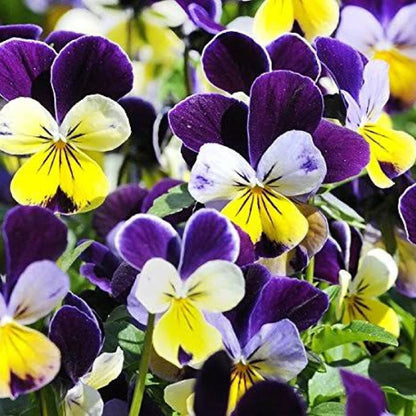 Viola Johnny Jump Up Edible Flower