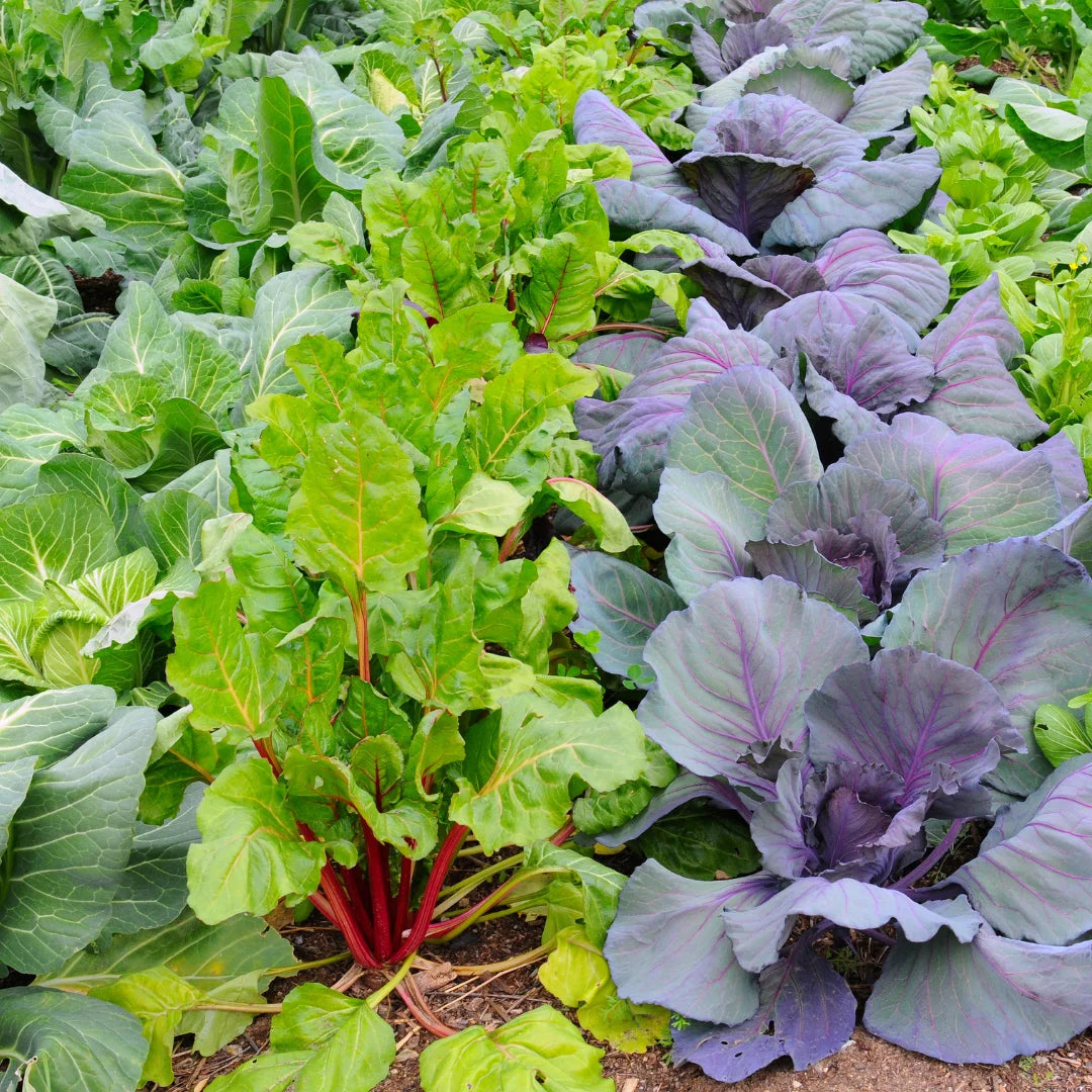 The Ultimate Guide To Growing Veggies In Australia