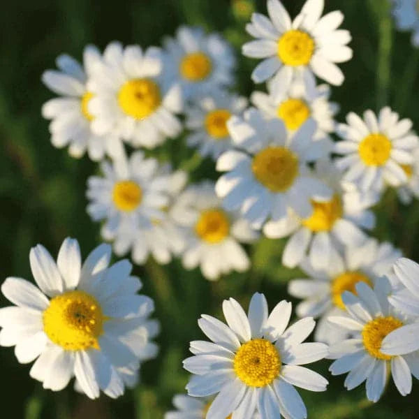 chamomile flowers