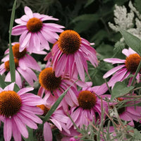 medicinal herb echinacea purpurea flowers