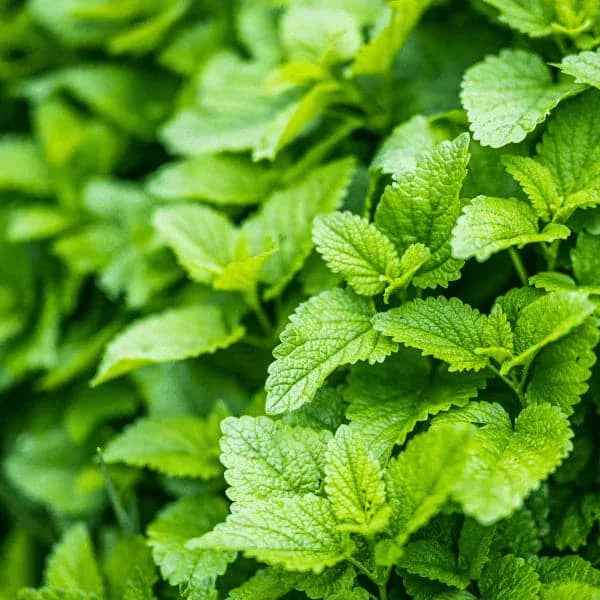 lemon balm leaves