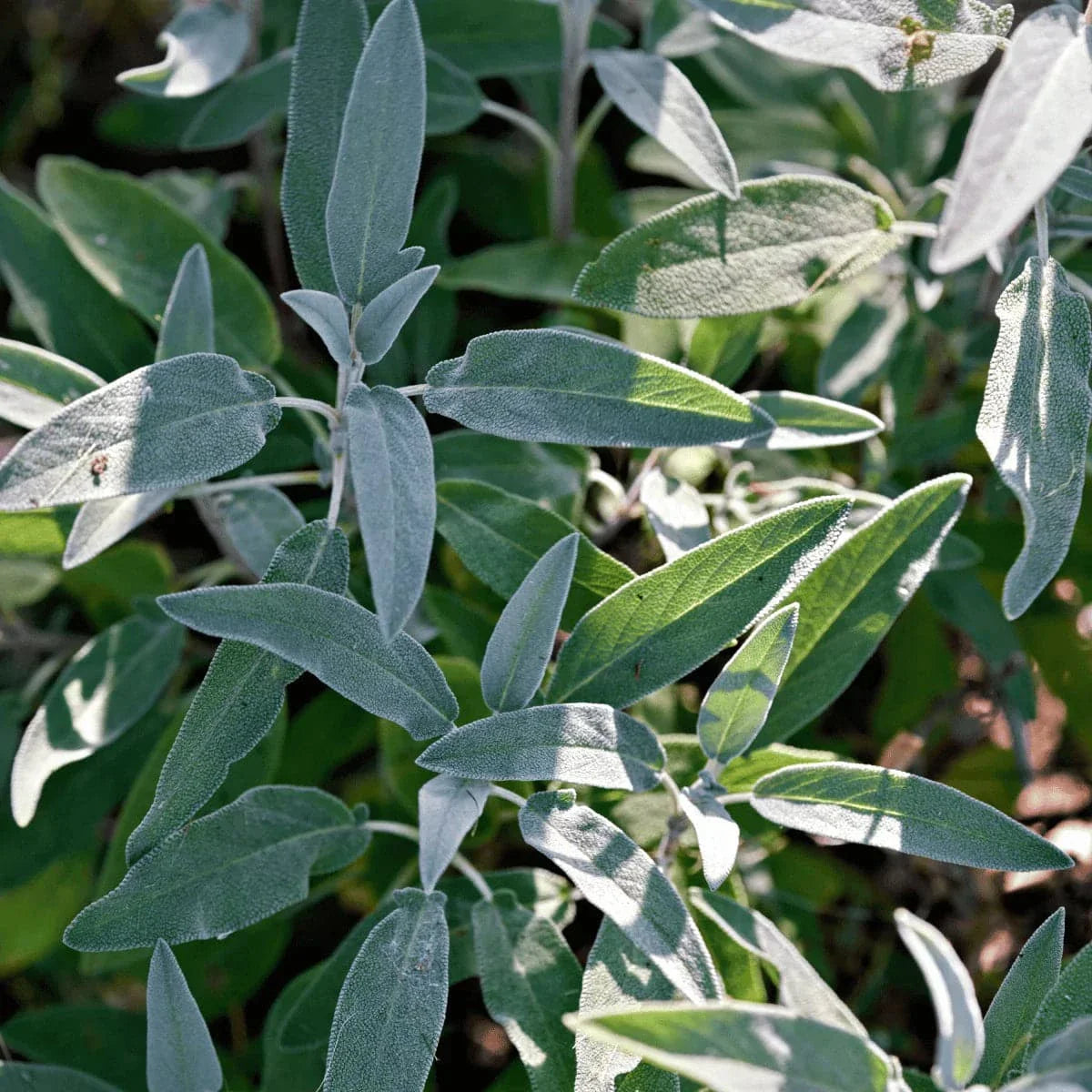 sage leaves under the sun