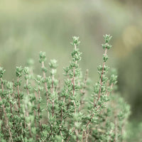 Medicinal Herb Seeds