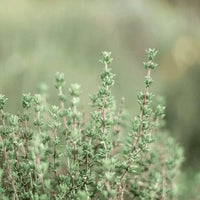 thyme focused photo