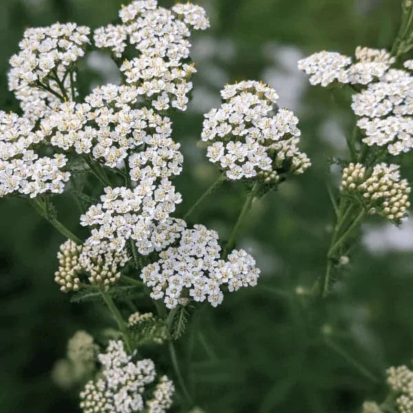 yarrow flowers