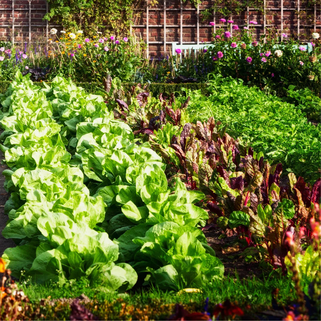 vegetable garden